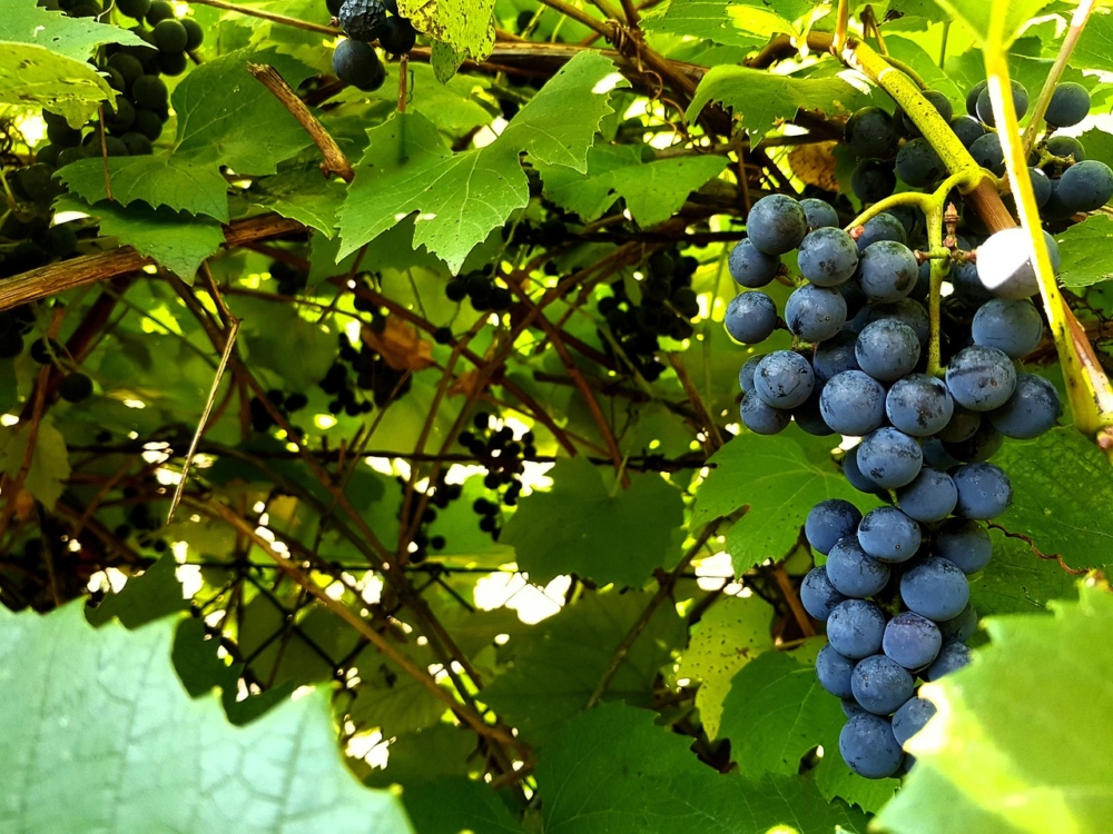 Grapes