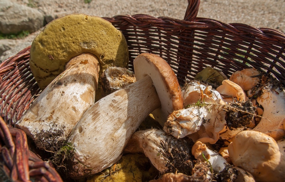 porcini mushrooms