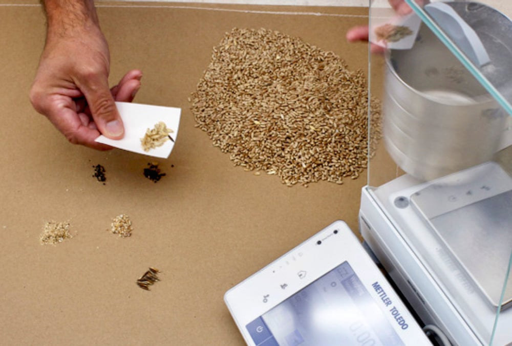 Как берут пробу зерна: основные этапы и оборудование