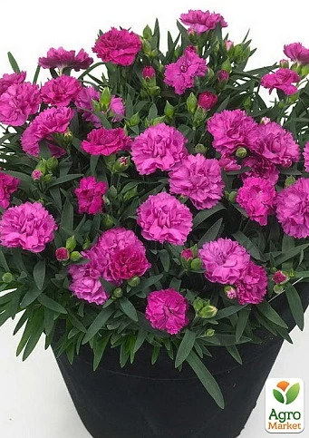 Як правильно посадити садові гвоздики