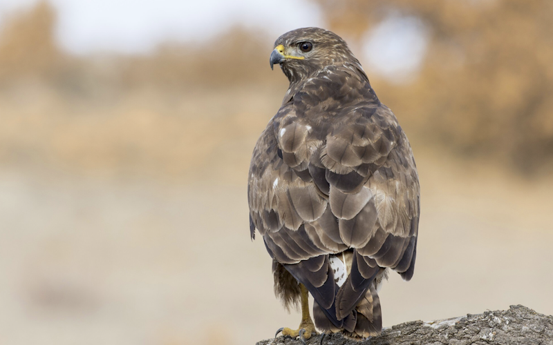 Що символізує орел уві сні: тлумачення за різними сонниками