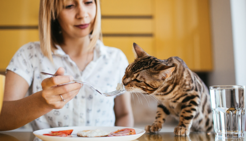 Чи можна давати котам гречку: відповіді на поширені питання