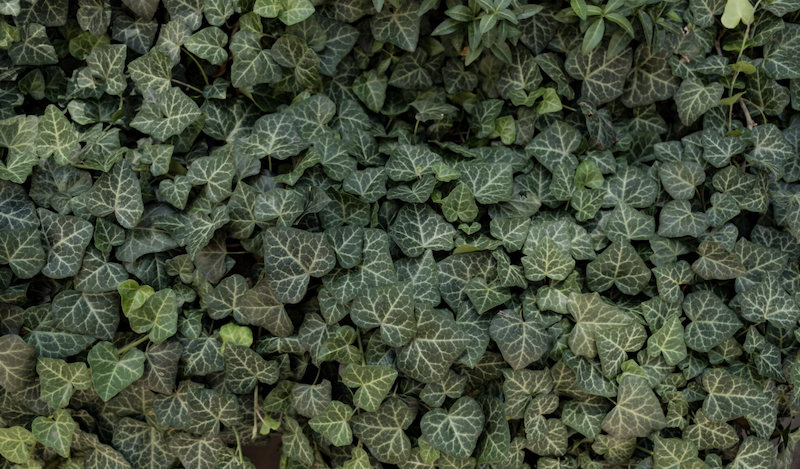 40 вражаючих цікавих фактів про плющ: міфи, рекорди та лікувальні властивості